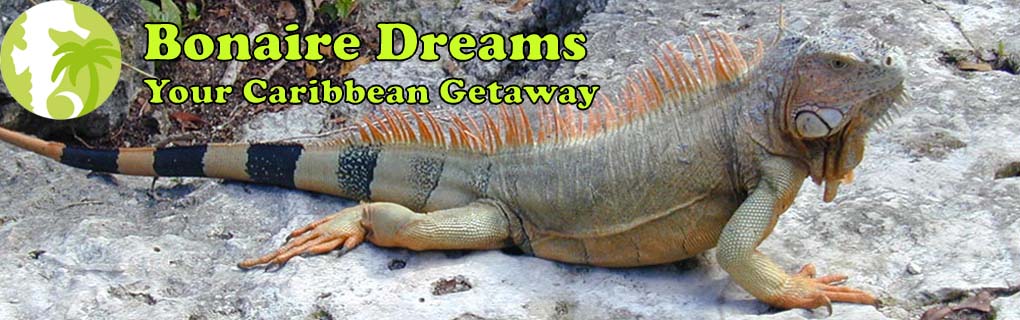 Lots of Iguana photo opportunities